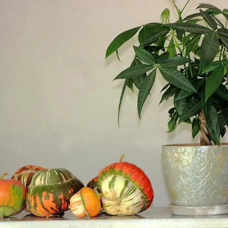 Tangra ゲストハウス 3*